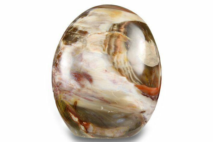 Free-Standing, Polished Petrified Wood - Madagascar #256707